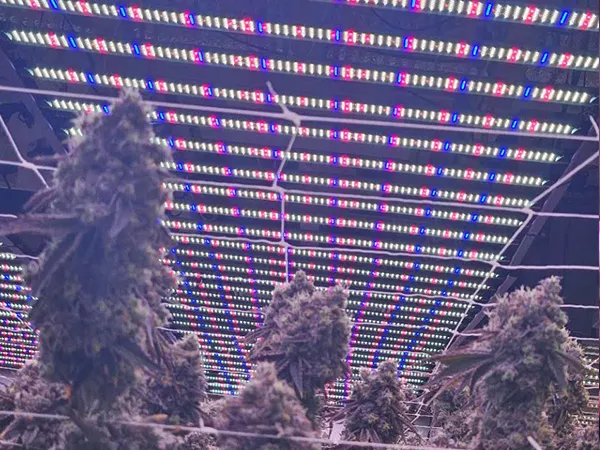 Yenjie 106 Plant Growth Lamp